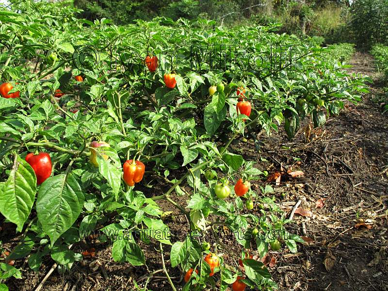 Acuicultura en Venezuela 8